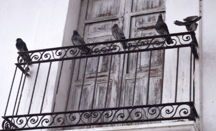 metodi semplici piccioni balcone terrazzo 
