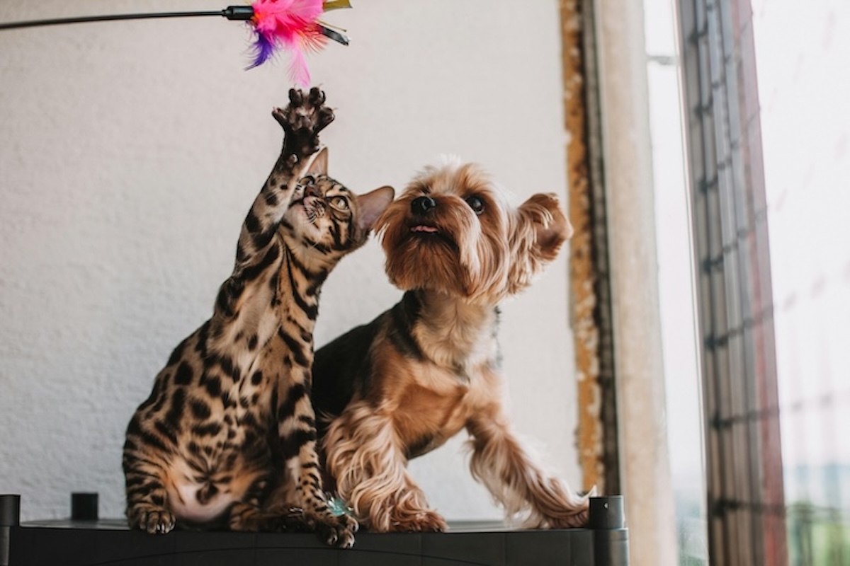 Cani e gatti, i consigli per proteggerli dal caldo