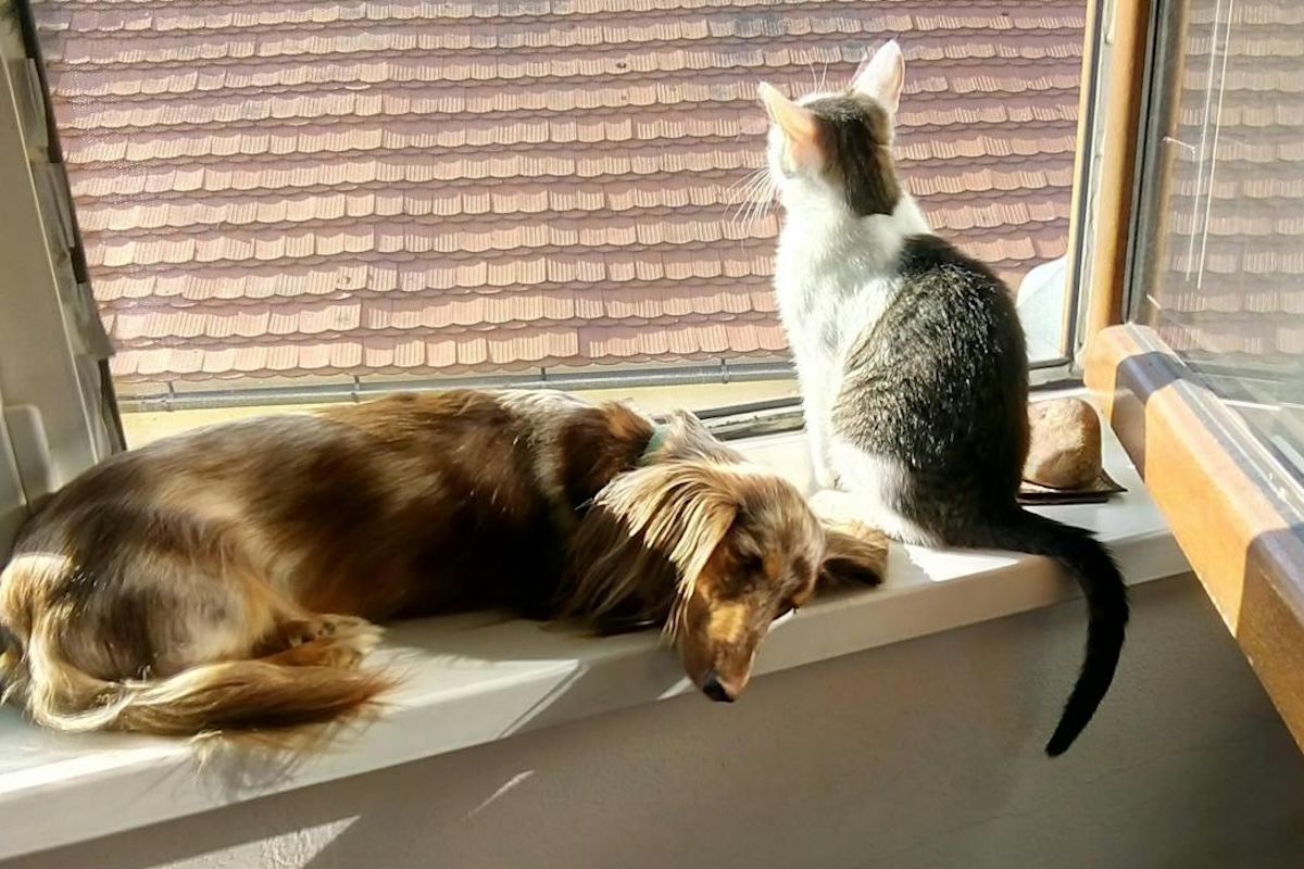 Cani e gatti, i consigli per proteggerli dal caldo