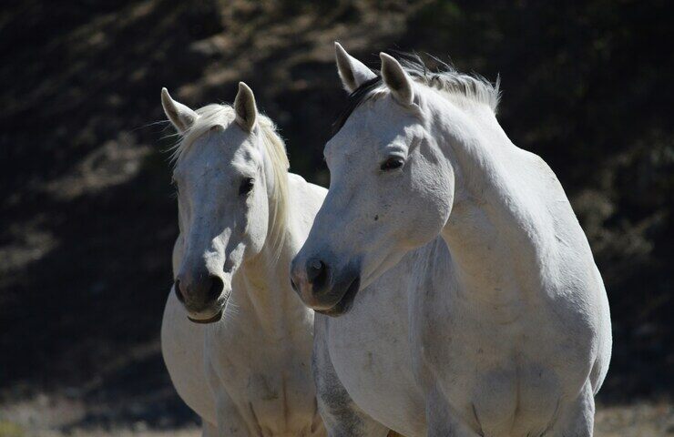 cavalli delle camargue