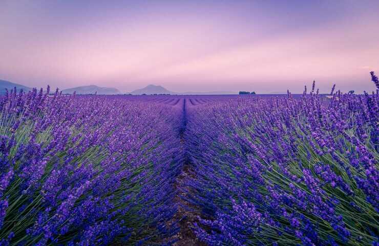 campo di lavanda al tramonto