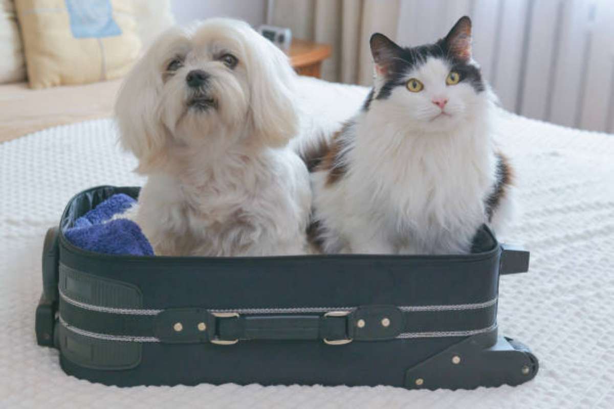 Cane e gatto in vacanza