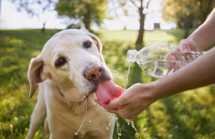 Proteggere il cane dal caldo