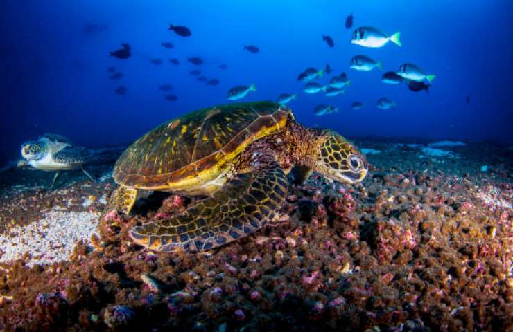 Snorkeling alle Galapagos