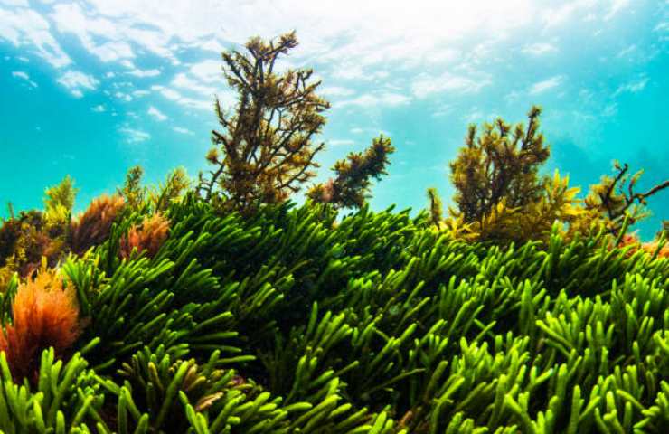 Snorkeling in Australia