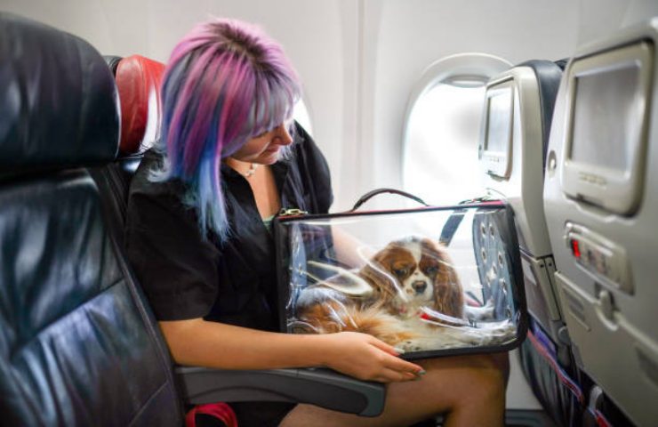 Viaggiare con animali in aereo