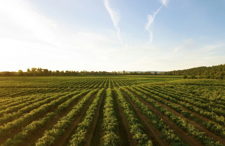 Decreto Agricoltura, ecco cosa prevede