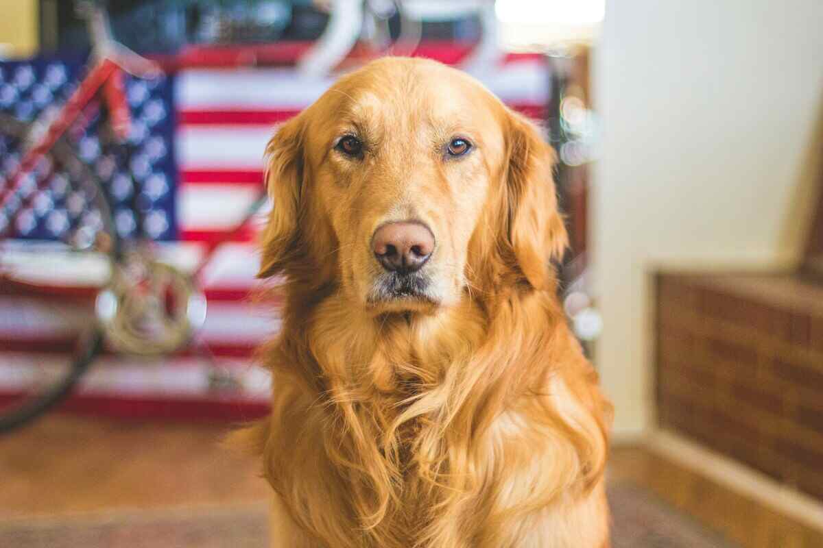 cane con bandiera americana