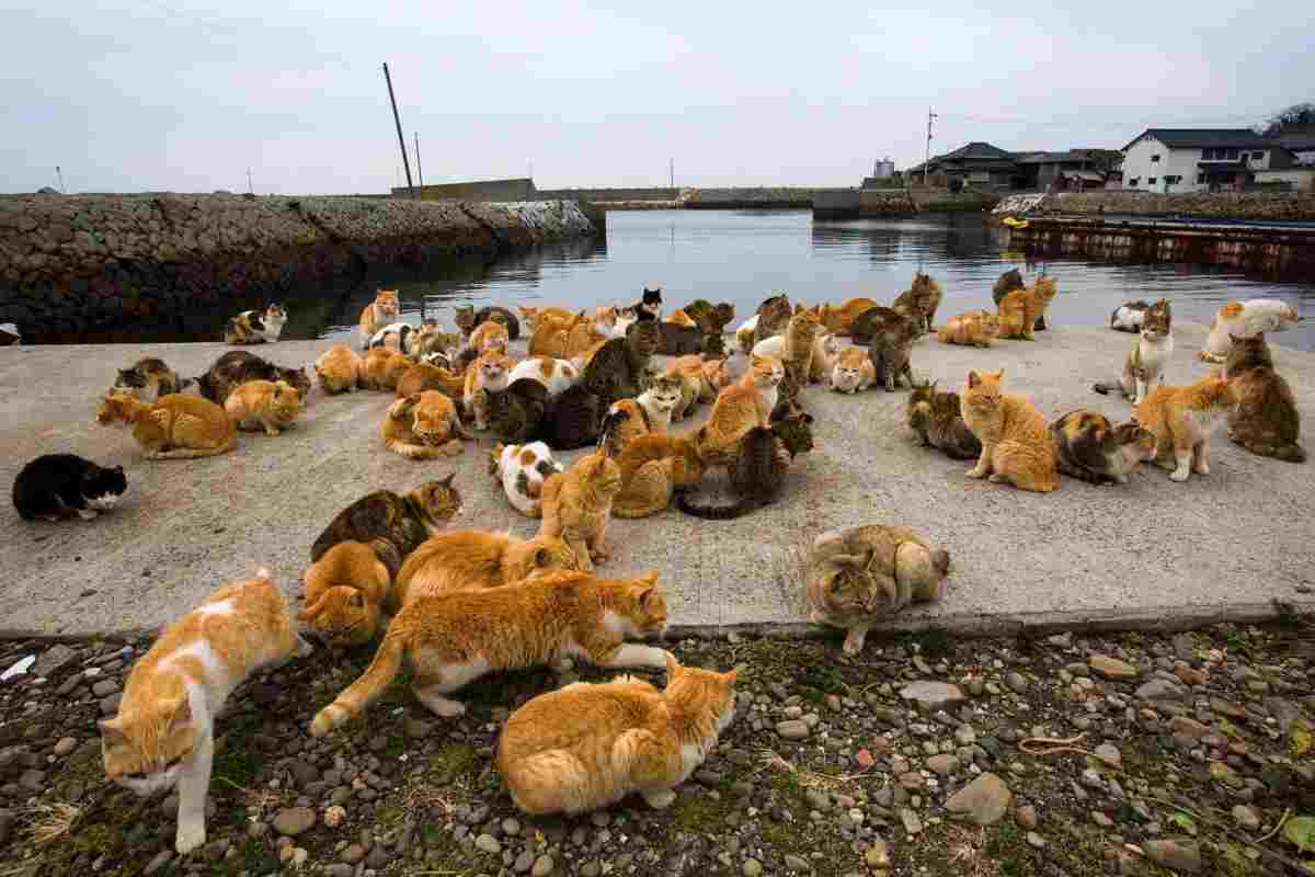 Tashirojima